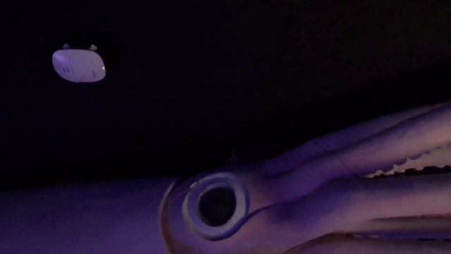 Dubai Aquarium and Underwater Zoo 2020 | #DubaiAquarium #DubaiAquariumandUnderwaterZoo2020 #Dubai смотреть онлайн