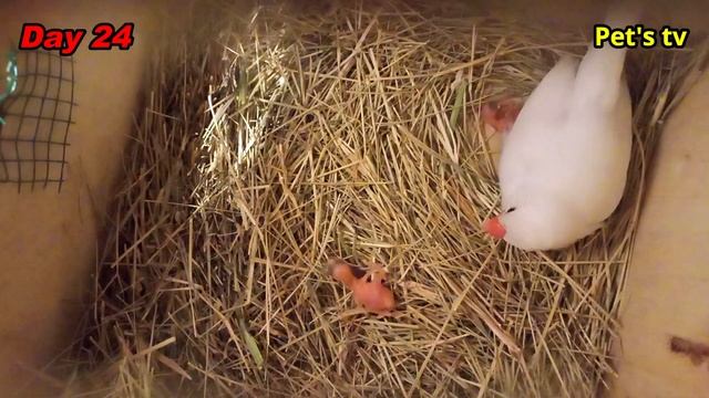 Java breeding progress | can i reach to my mom? | day 24 | Pets tv смотреть онлайн