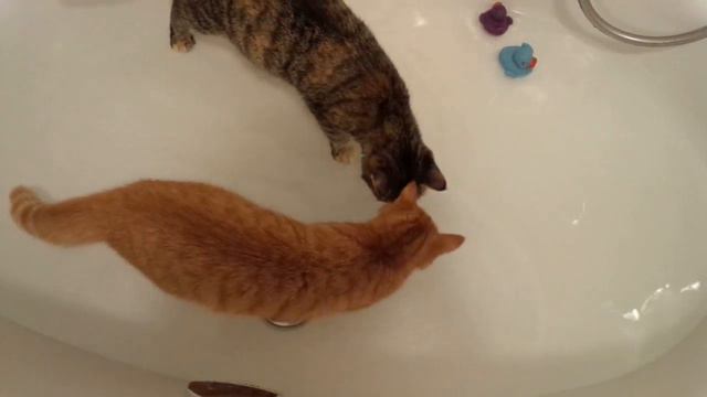 Кто сказал, что кошки воды бояться? Cats are playing in the water смотреть онлайн