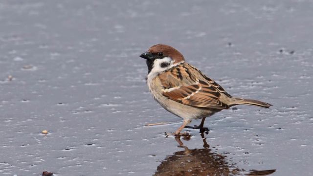 Надо забыть о нем, как будто ничего не было. Она не представляла, что ее дурацкая гордость ..Часть