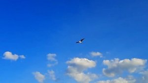 Футаж Птица Летит в Небе Замедленная Съемка. Птица Летит Видео. Видеофутажи. Футажи для видеомонтаж