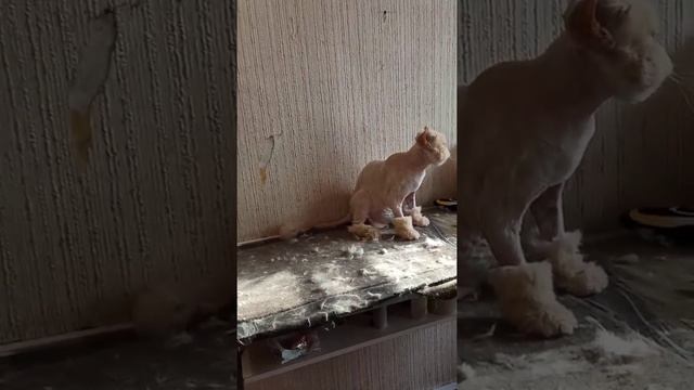 Персидский котик подстригся. Прощайте колтуны! / стрижка кошек. смотреть онлайн