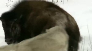 Как охотятся самые КРУПНЫЕ волки в мире!
Охота на бизона. Короли холода