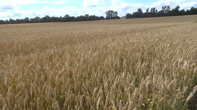 16.07.17 г Озимая пшеница, сорт Льговская 4. смотреть онлайн