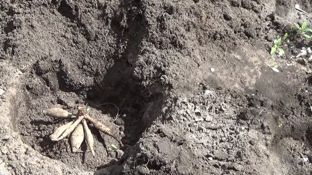 ГЕОРГИНАМ пора в цветник смотреть онлайн