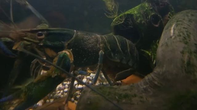 Совместимость в аквариуме рыбок и раков( аккр)?? смотреть онлайн