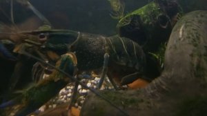 Совместимость в аквариуме рыбок и раков( аккр)??