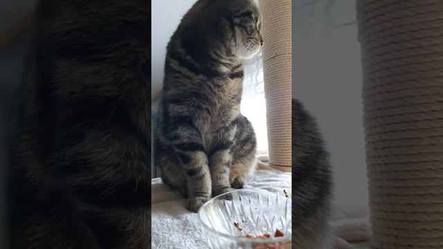 гордый кот.😉😆 смотреть онлайн