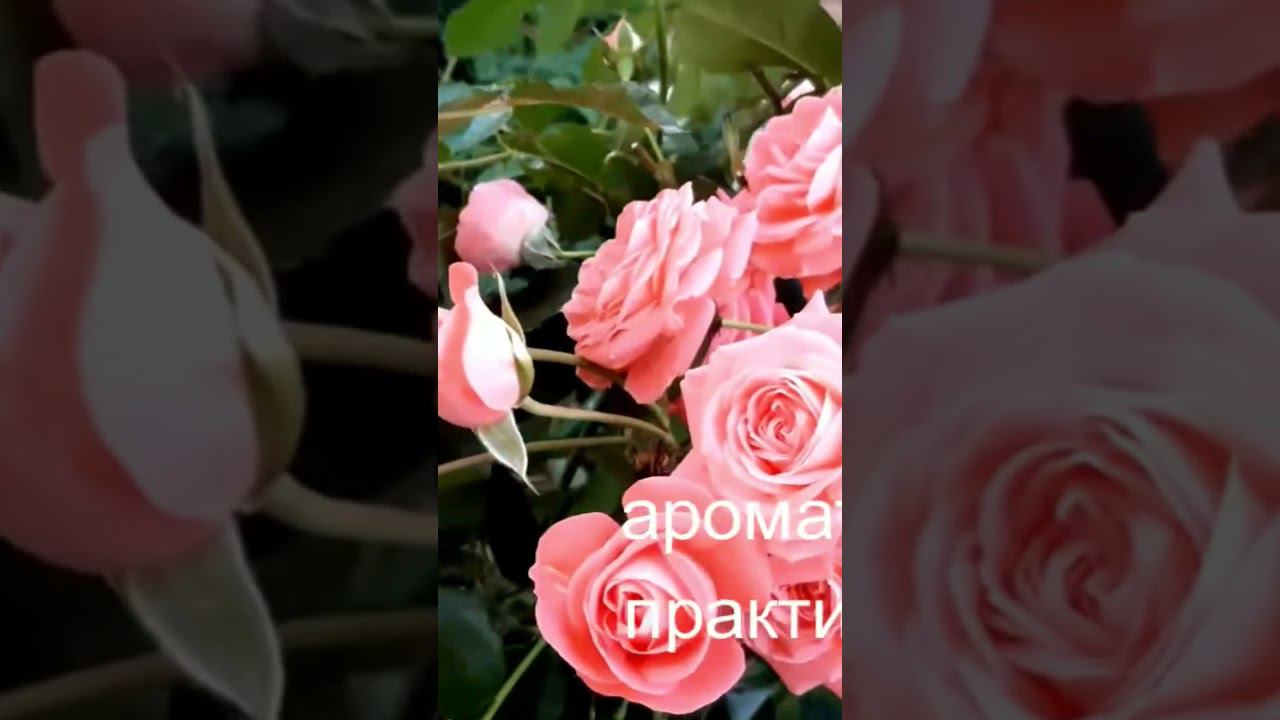 Шакенборг смотреть онлайн