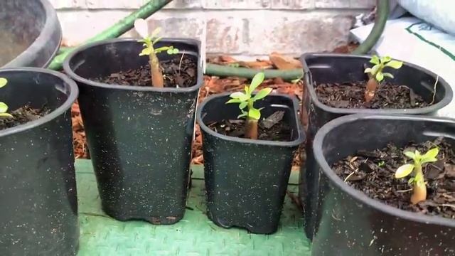 В КАКИХ УСЛОВИЯХ РАБОТАЮТ ПОЧТАЛЬОНЫ И МУСОРЩИКИ В США смотреть онлайн