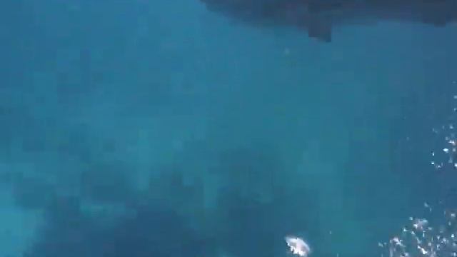 Whale shark in Huvadhoo Atoll Maldives смотреть онлайн