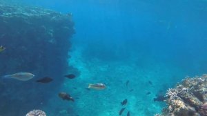 Видели акул в Египте? Акула в Шарм эль Шейхе. Август 2022.