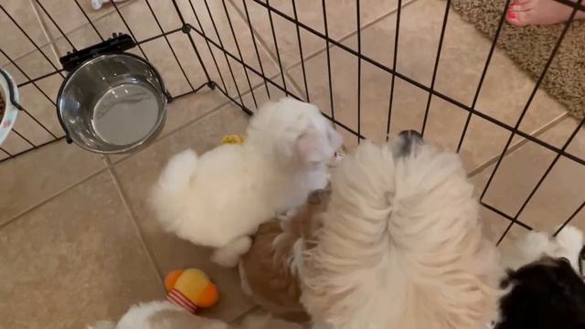 Coton De Tulear Puppies For Sale - Sandy 6/3/23