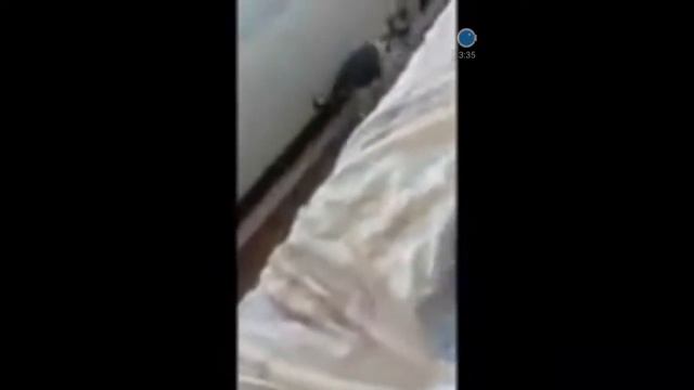 Приколы над людьми и животными.Смешно не могу остановится. смотреть онлайн