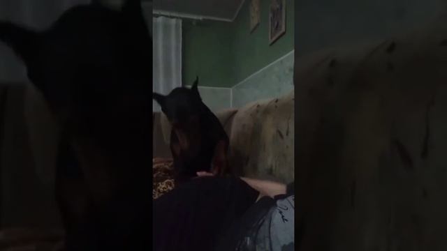 Доберман смотреть онлайн