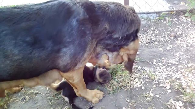 Маленькие бладхаунды! смотреть онлайн