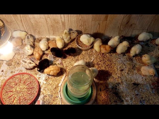 Без этого кур ДЕРЖАТЬ НЕЛЬЗЯ. смотреть онлайн