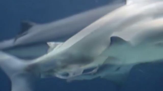 Shark Birth смотреть онлайн