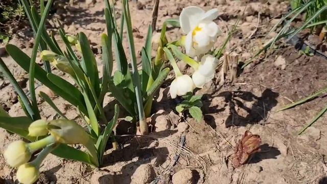 Пришло тепло, покой нам только снится... смотреть онлайн