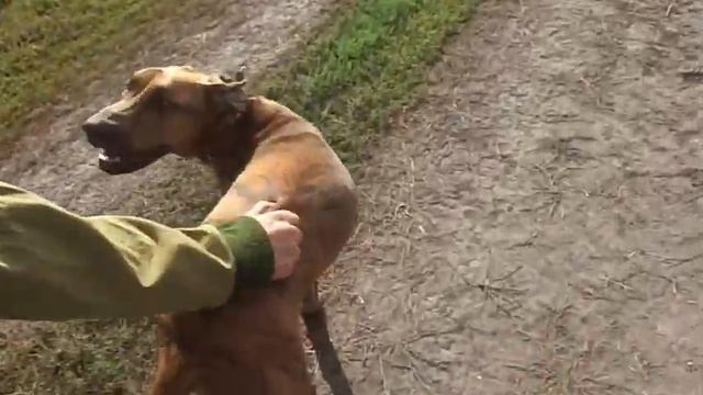 Смесь Дога с Доберманом смотреть онлайн