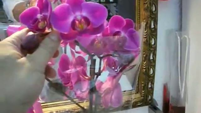 Orquidea a domicilio de Graficflower смотреть онлайн