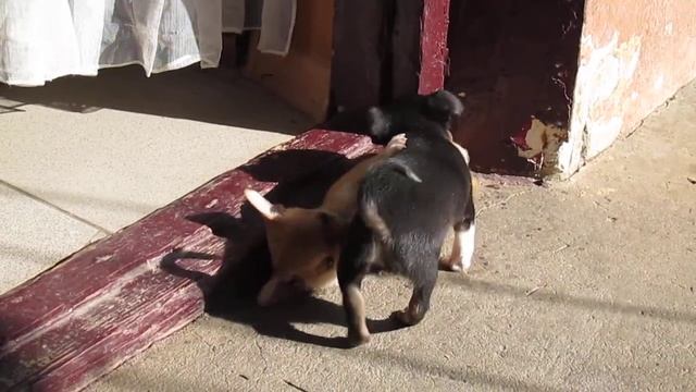 Прекрасные, яркие щенки чихуахуа. 1.5 месяца смотреть онлайн