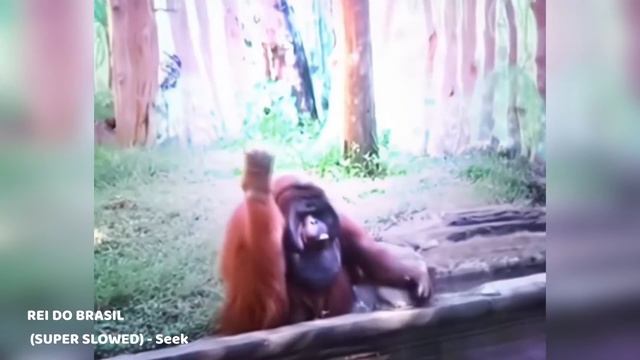 230. HFM COUB BEST CUBE Coub Приколы 2024 entertainment show, video collection from all over the wor смотреть онлайн