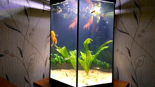 #Аквариум_60L Месяц после запуска. Обзор. смотреть онлайн