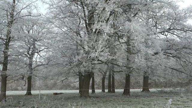 The First Frost. смотреть онлайн