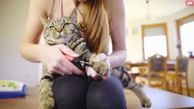 14 Things I Wish I Knew BEFORE Getting a Cat смотреть онлайн