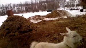 Жизнь в деревни. Прогулка с козой
