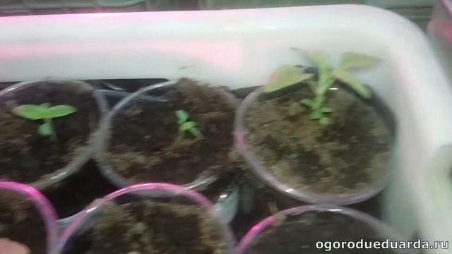1 марта. Показываю свою рассаду смотреть онлайн
