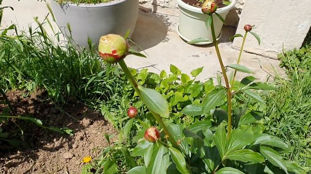 Садовые и контейнерные растения в моем саду и на балконе, май 2021.Garden's and container's flowers смотреть онлайн