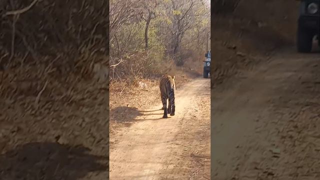 Big Male Tiger runs between two Gypsys in Jungle #ranthambore #wildlife #tiger #tigerreserve #natur смотреть онлайн