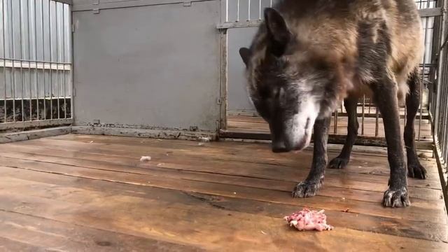 Волк съел три курицы за раз , Канадский волк Акела / северный волк / крупный волк смотреть онлайн