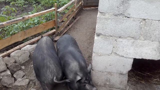 Вьетнамские свиньи