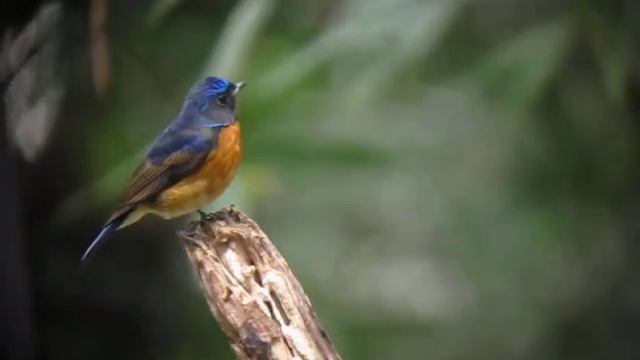 Fujian Niltava (in Hong Kong)