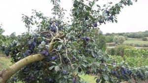 Популярный сорт сливы ВИЖЕН / Зимостойкий и высококачественный