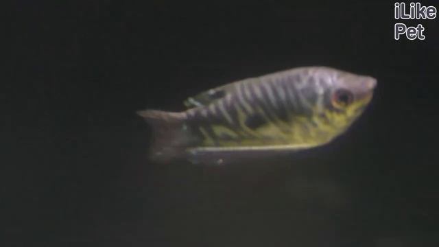 Уход за рыбкой гурами смотреть онлайн