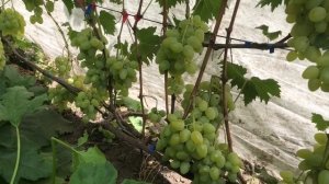 Виноград Монарх.Результат  борьбы с  осыпанием  завязи.Тел-098 115 04 16 Анатолій