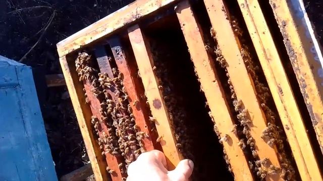 Окончательное формирование семьи для зимовки с пятью матками в одном клубе в изоляторах Миленина. смотреть онлайн