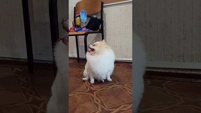 Шпиц Микуша подстригся! / стрижка собак. смотреть онлайн