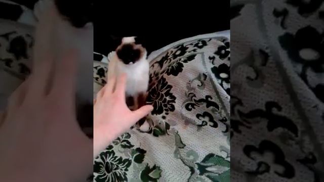 Огресивный сиамский кот смотреть онлайн