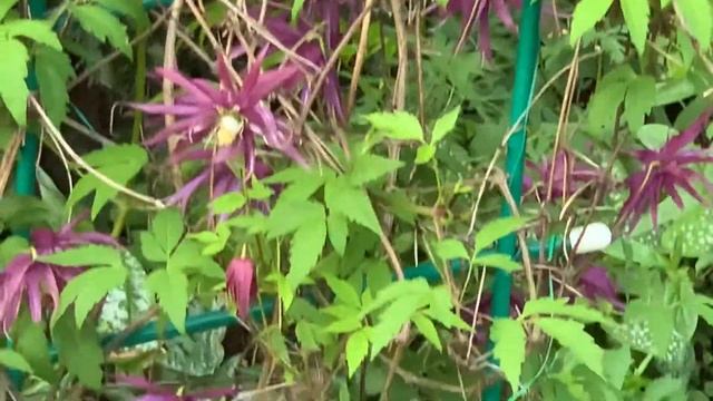 Княжик Octopus