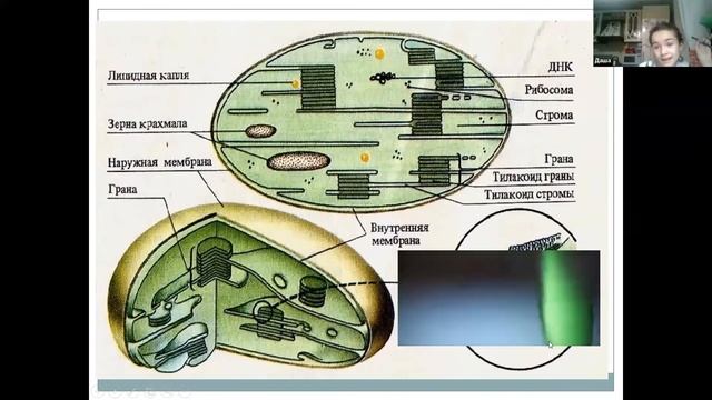 Пластиды ▶ Биология для начинающих смотреть онлайн