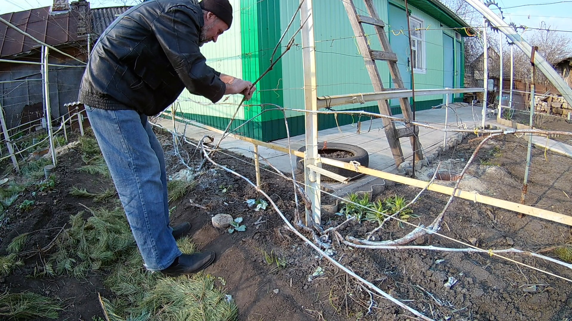 Подвязка винограда. Как подвязывать виноград смотреть онлайн