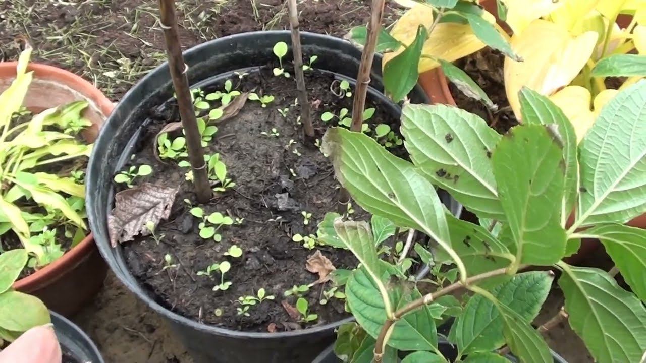 Можно ли в октябре делать пересадку и посадку растений ? смотреть онлайн