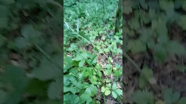 Мастерство и Успех