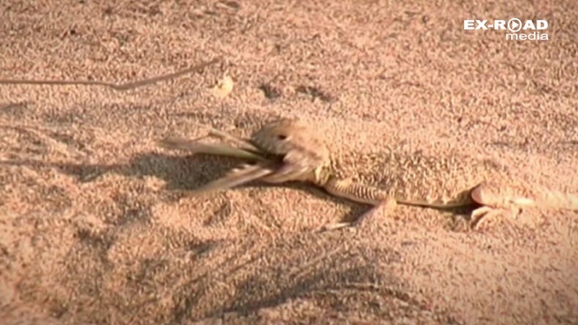 Abu Dhabi Desert Challenge & Золото Кагана 2014 смотреть онлайн