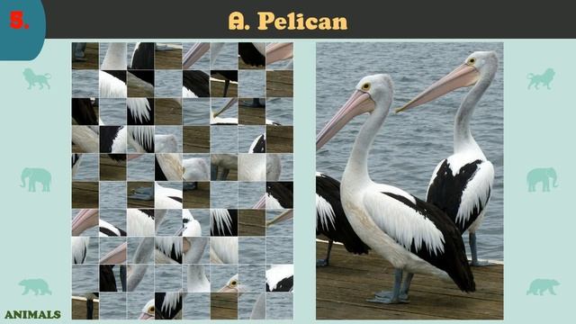 Animals ~ SCIENCE & NATURE JIGSAW PUZZLE No.3 смотреть онлайн